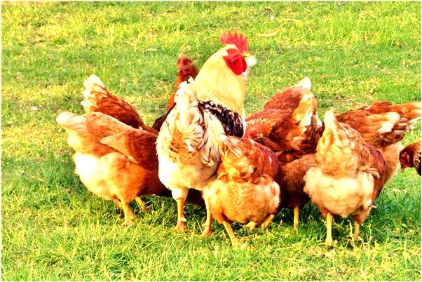 夢見鞋盒和鞋是凶兆還是吉兆_周公解夢官網