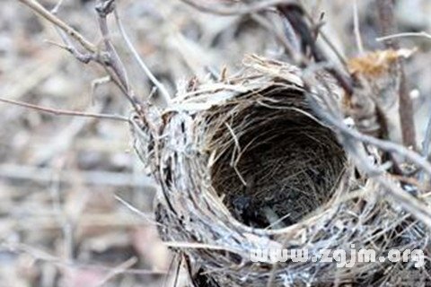 Dream of the nest