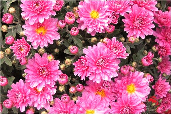 夢到暗戀的人很冷是咋回事_周公解夢官網