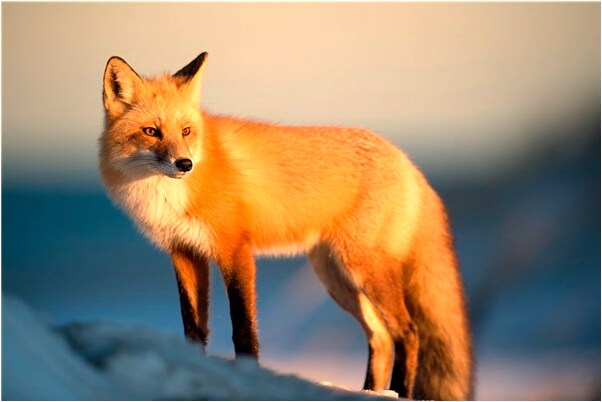 夢見和老公舉行婚禮是什麼預兆_周公解夢官網