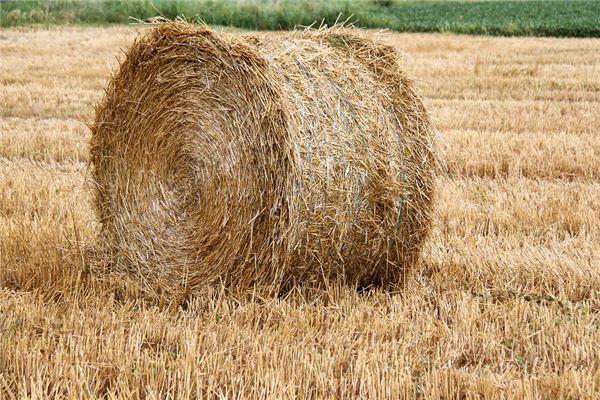 夢見麥草垛會怎么樣_周公解夢