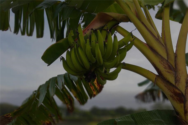 夢到芭蕉樹是好的徵兆嗎_周公解夢