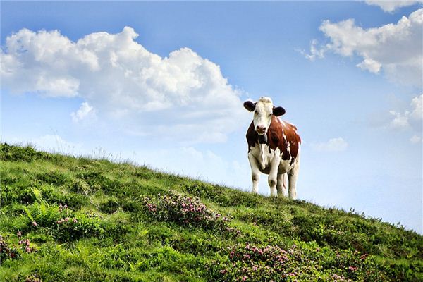 屬牛的人是什麼年份出生的_十二生肖