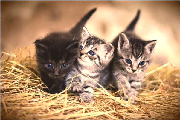 夢見手指被咬破流血代表什麼_周公解夢官網