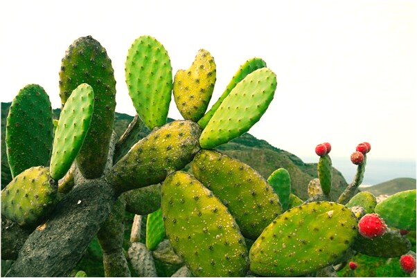 夢見很多螃蟹有什麼意思_周公解夢官網