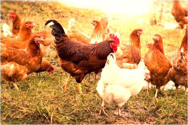 夢到生火加柴是什麼啟示_周公解夢官網