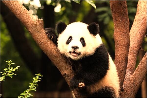 夢到了別人大病將死有什麼徵兆_周公解夢官網