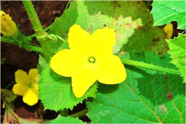 夢見自己去做小姐是吉兆嗎?_周公解夢官網