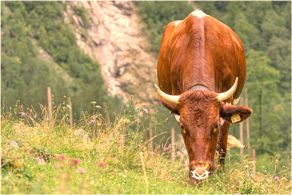 夢到柳樹被天火燒了預示什麼_周公解夢官網