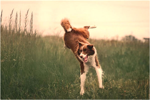 夢見被人追著咬是好是壞_周公解夢官網