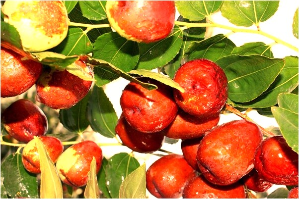 夢到了老婆和兄弟通姦會怎么樣_周公解夢官網