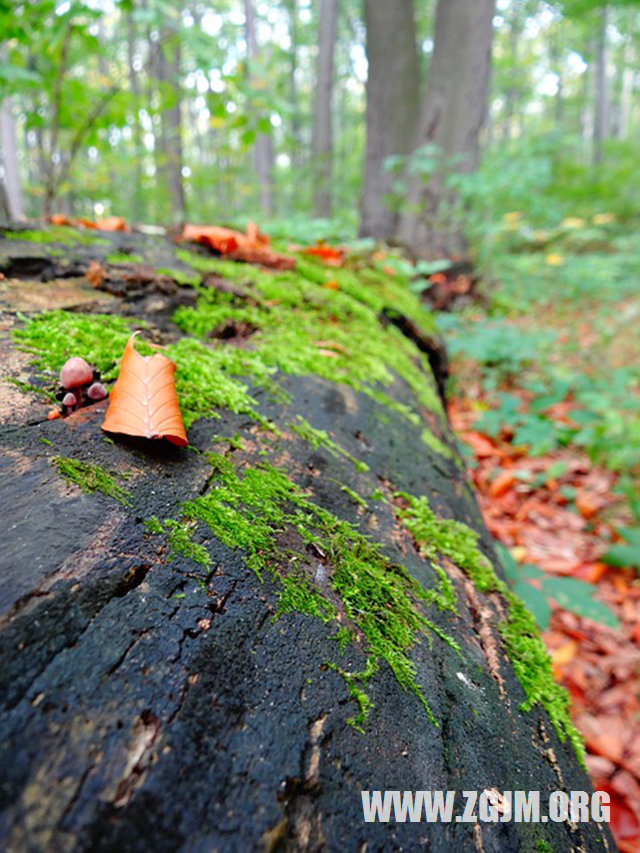夢見困在大水裡_周公解夢夢到困在大水裡是什麼意思_做夢夢見困在大水裡好不好_周公解夢官網