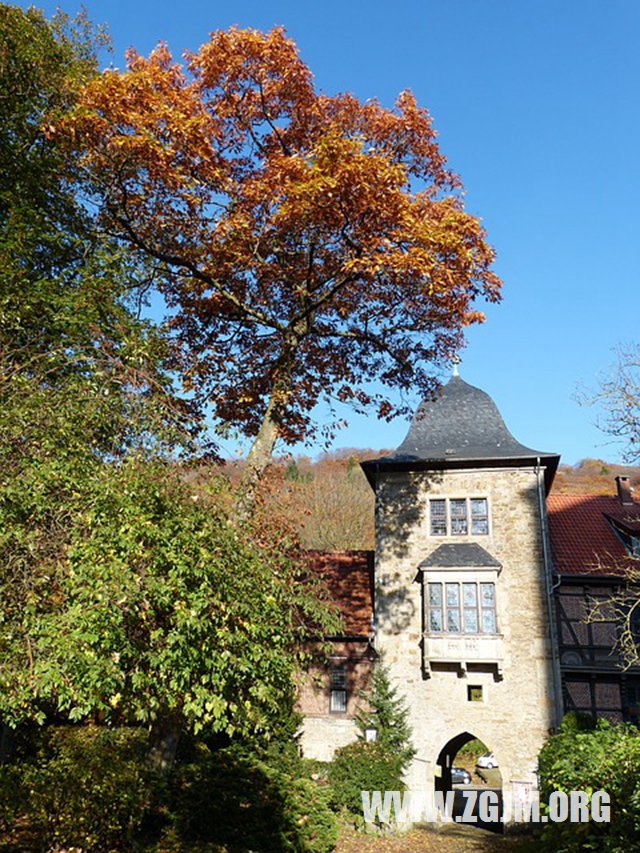 夢見打死狼_周公解夢夢到打死狼是什麼意思_做夢夢見打死狼好不好_周公解夢官網