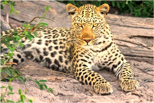 夢到了被毒蛇和老虎咬是咋回事_周公解夢官網