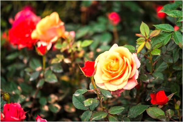 夢見奶奶為自己準備婚禮代表什麼_周公解夢官網