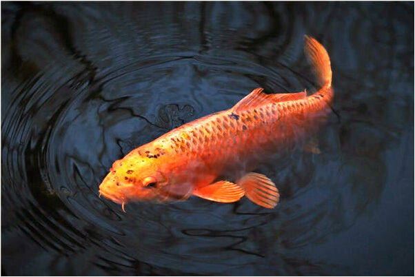 夢到了自己在街上換衣服有什麼意義嗎_周公解夢官網