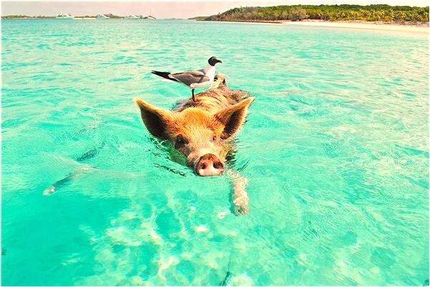 夢見走出死胡通有什麼寓意嗎？_周公解夢官網