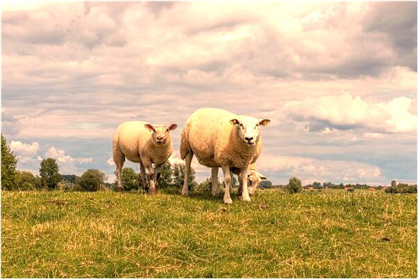 夢見飛機大戰有什麼意思嗎_周公解夢官網