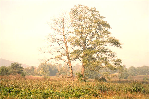 夢到了在床上拉屎粘屁屁股上有什麼意義嗎_周公解夢官網