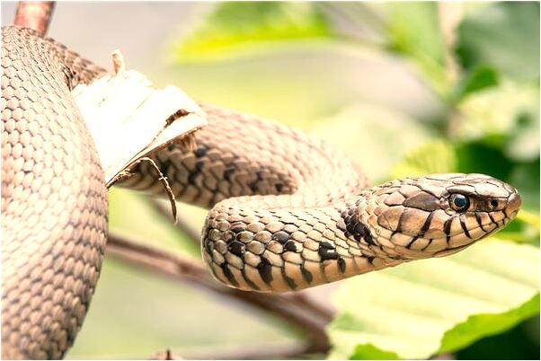 夢到被一個大蜘蛛攔住了有什麼含義_周公解夢官網