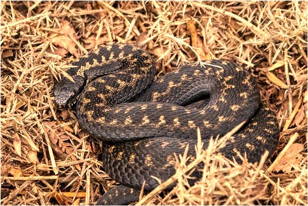 夢到了騎車進門又從側門出去了是怎么回事_周公解夢官網