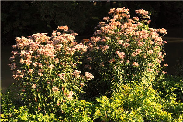 夢到仇人送豆腐吃意味什麼_周公解夢官網