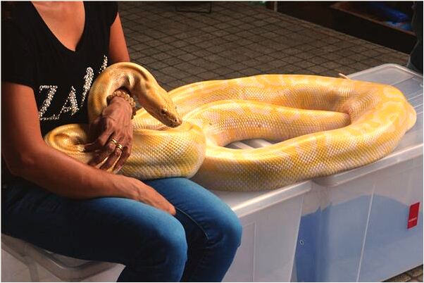 夢到蛇吞鼠是什麼徵兆_周公解夢官網