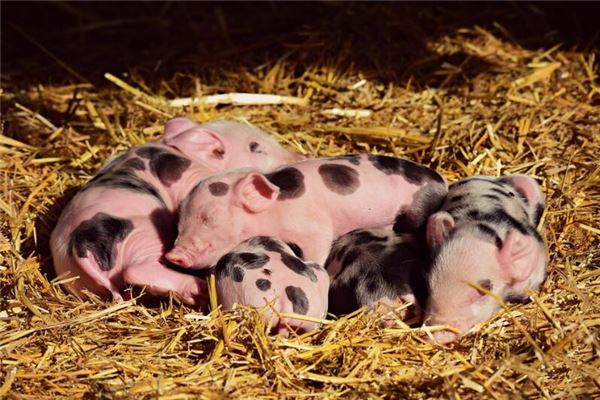 夢見好多豬是什麼意思_周公解夢