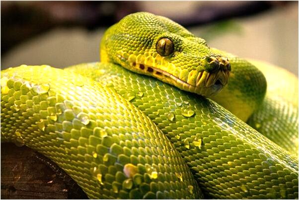 夢見蛇咬住老鼠預兆了什麼嗎_周公解夢官網