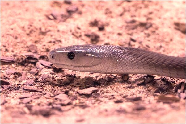 夢到我兒子掉水裡被救意味著什麼_周公解夢官網