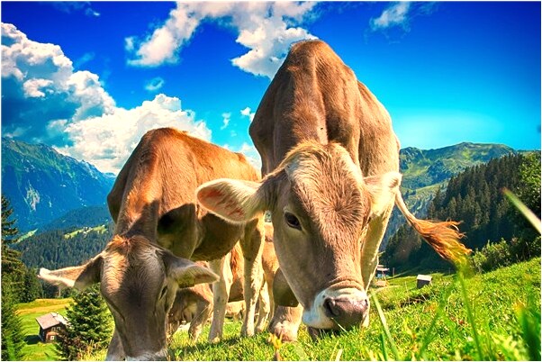 夢見美女送上門會是什麼預兆_周公解夢官網