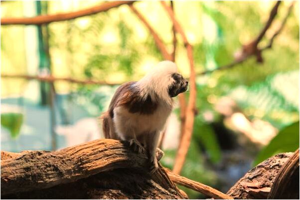 夢到打韭菜會有什麼預兆_周公解夢官網