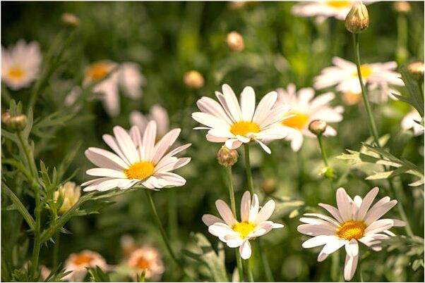 夢到自己生個男孩轉眼變成女孩有什麼預兆_周公解夢官網
