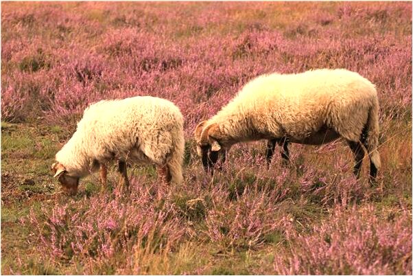 夢到了光屁股好不好_周公解夢官網