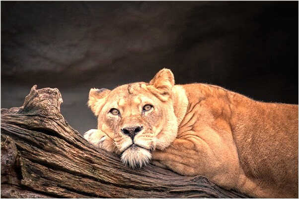 夢到自家樹被盜怎么說_周公解夢官網