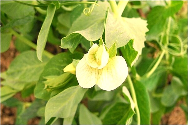 夢到了被活埋又被放了是什麼徵兆_周公解夢官網