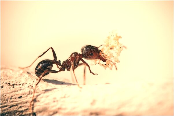 夢到了球踢球是凶兆還是吉兆_周公解夢官網