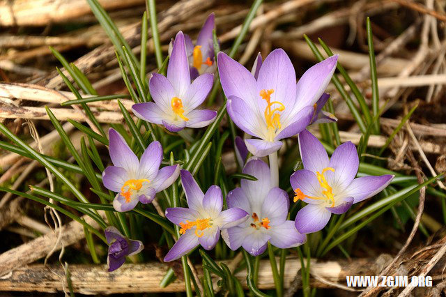 夢見穿棉褲_周公解夢夢到穿棉褲是什麼意思_做夢夢見穿棉褲好不好_周公解夢官網
