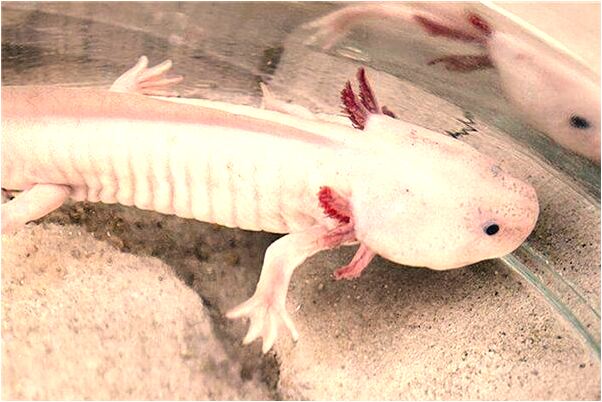 夢到一條懷孕的蛇怎么樣_周公解夢官網