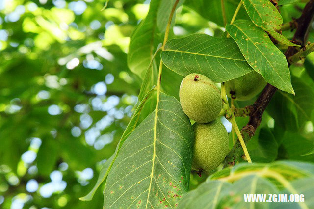 夢見一片薰衣草_周公解夢夢到一片薰衣草是什麼意思_做夢夢見一片薰衣草好不好_周公解夢官網