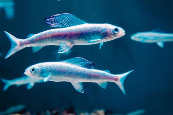 已婚女人夢見好多小魚_周公解夢