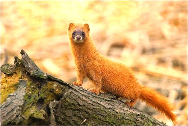 夢到問囗有水是啥預兆_周公解夢官網