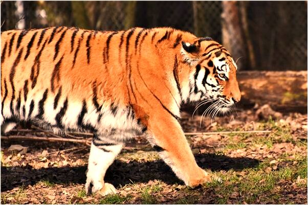 夢到知了猴是好的徵兆嗎_周公解夢官網