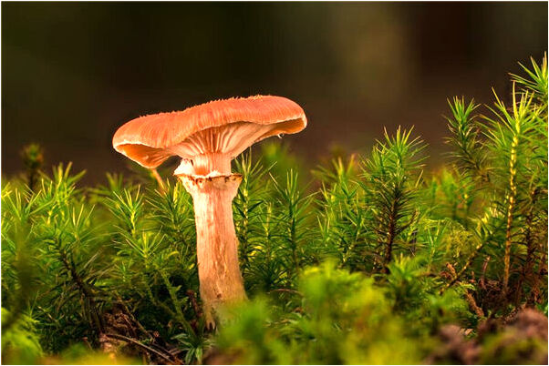 夢見老公買蘋果電腦會有什麼預兆_周公解夢官網