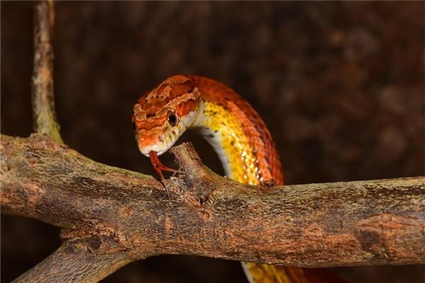 夢見紅色的蛇_周公解夢