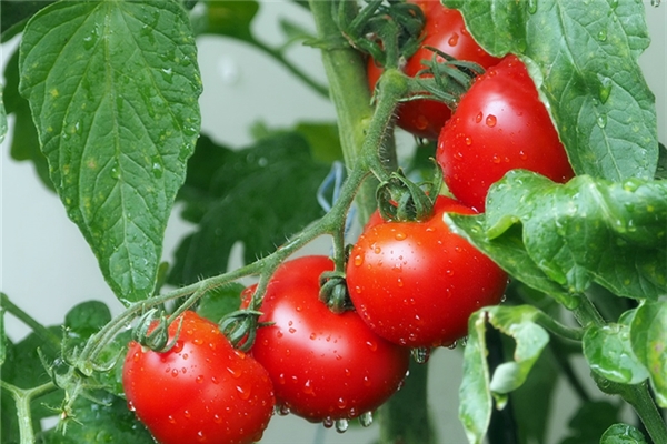 夢見西紅柿壞了是怎麼回事_周公解夢