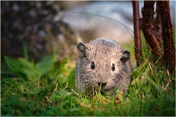 夢到了狗脖子流血不止預兆了什麼嗎_周公解夢官網