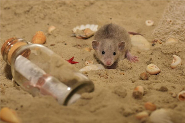 屬鼠的女性性格怎么樣呢_十二生肖