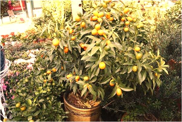 夢到懷孕胎兒畸形有什麼寓意嗎？_周公解夢官網