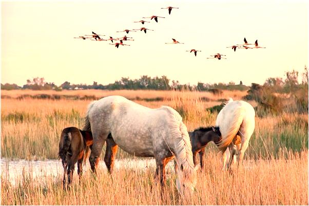 夢見有人叫我把梳子折斷會是什麼預兆_周公解夢官網